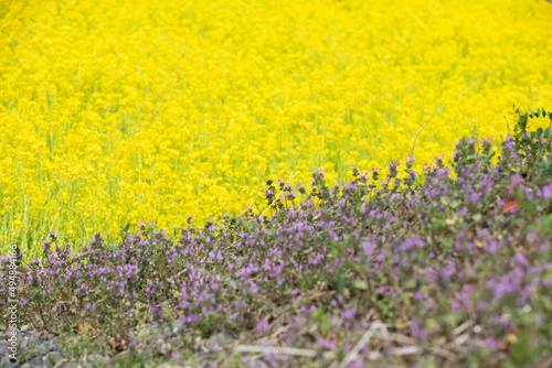 菜の花とホトケノザ © 鉄朗 廣田