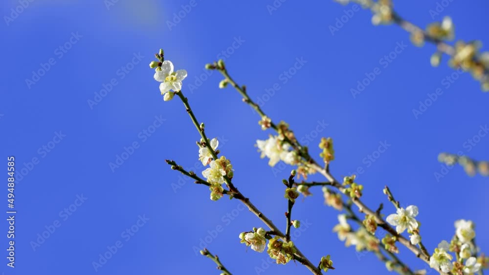 White plum blossoms in full bloom. Snow flying in the Fushou Mountain Farm. Heping District, Taichung City, Taiwan. 2022 White plum blossoms in full bloom. Snow flying in the Fushou Mountain Farm. Heping District, Taichung City, Taiwan. 2022