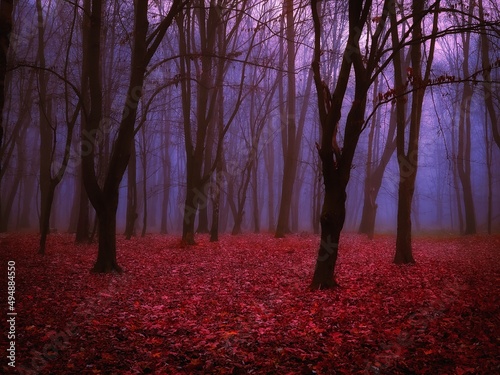 Strange autumn forest in the fog. Red mysterious forest in late autumn. Paranormal magical place. 