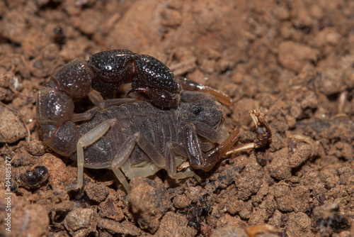 Macro shot of Orthochirus bicolor scorpion lying on the brown rocky ground photo