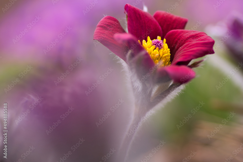 Obraz premium Close-up selective focus shot of a purple pasque flower
