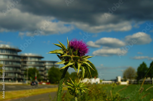 The flower of a milk thistle marks the border of a growing industrial estate. photo