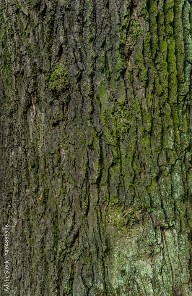 rough texture of tree bark with moss