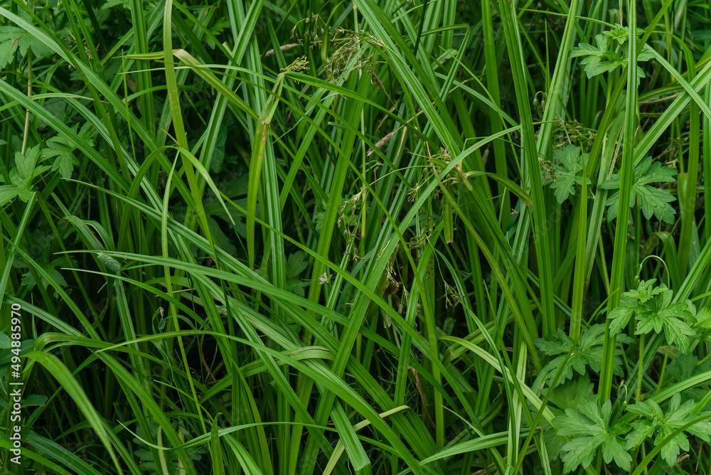 summer thickets of tall green grass in the forest summer thickets of tall green grass in the forest
