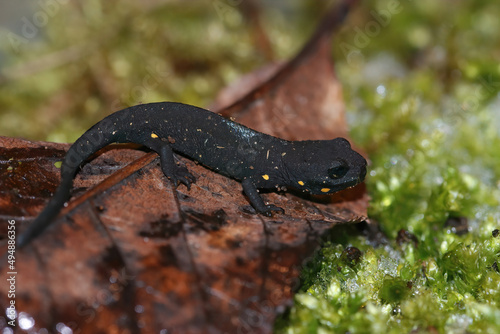 Closeup on a terrestrial juvenile of the endangered Chinese warty newt, Paramesotriton chinensis