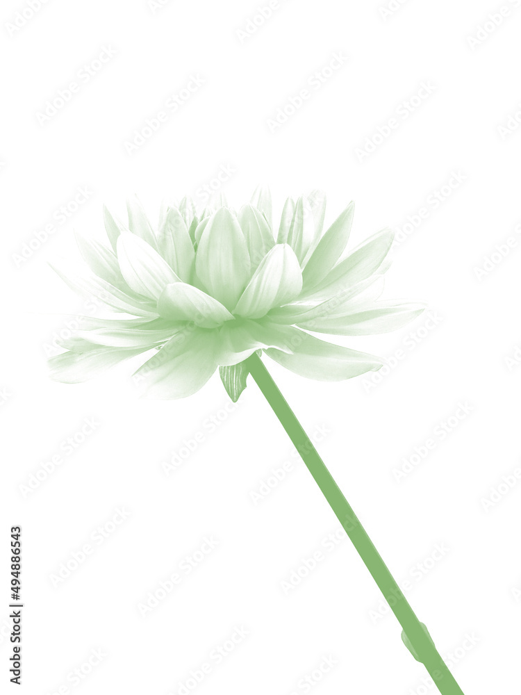 Blütentraum - Freigestellte, grün gefärbte Blume auf weißem Hintergrund