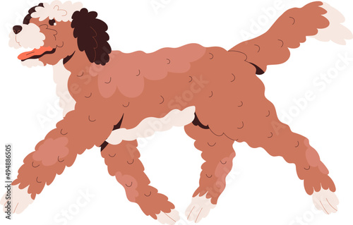 Labradoodle Dog Walking Cartoon Illustration