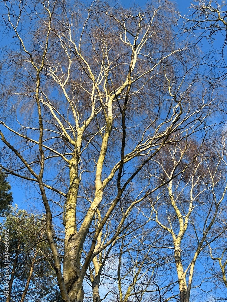 Beautiful silver birch tree branches looking upwards to blue sky background in spring with bright day light in nature reserve forest woodland Beautiful silver birch tree branches looking upwards to blue sky background in spring with bright day light in nature reserve forest woodland