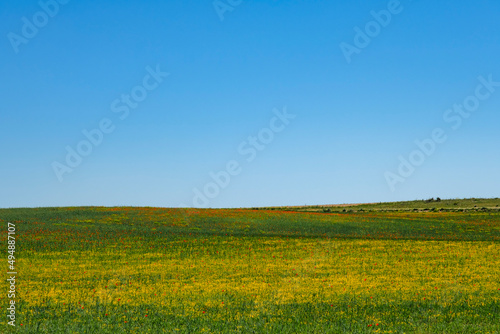 Colorful springtime meadow