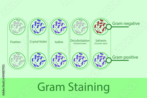 Diagram showing gram staining technique steps - microbiology laboratory using Crystal violet and Safranin