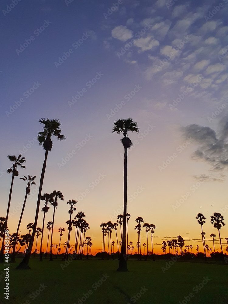 Silhouette of a landscape of sugar toddy palm trees in rice fields and a deep blue sky with white clouds scattered as the sun rises. The natural beauty of the sky at rising sun in rice paddies
