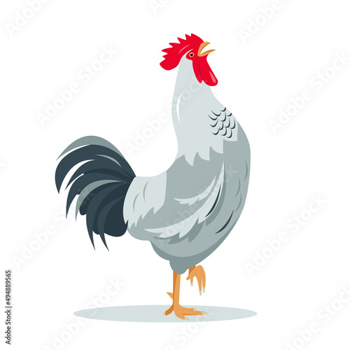 Gray Rooster bird isolated on white background. Crying rooster poultry icon for farm or village design. Vector flat or cartoon illustration.