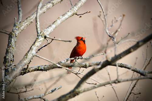 Closeup shot of the Northern cardinal bird perched on the branch of the tree in Lakeville, Minnesota photo