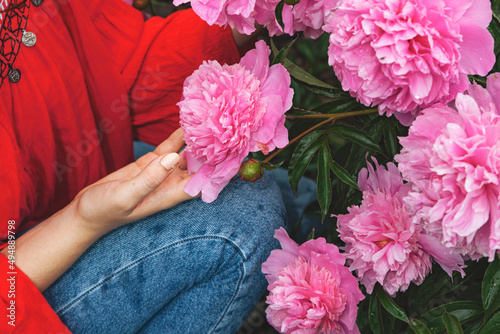 Fototapeta Naklejka Na Ścianę i Meble -  Woman holding blooming pink peony flowers in hands. Gardening hobby, floristry
