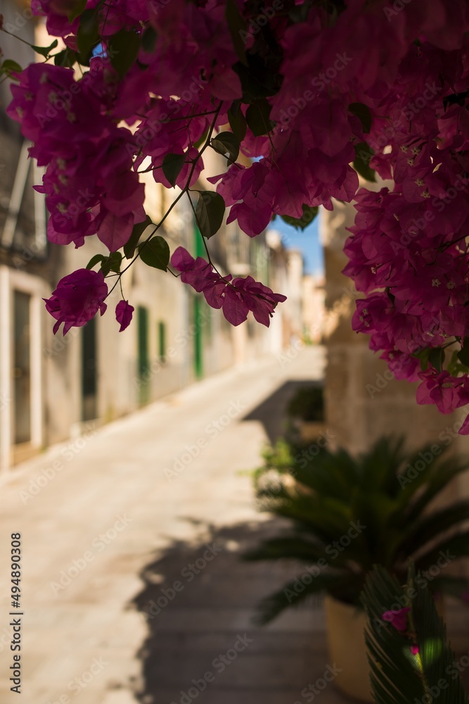 Traditional blooming flowers in Mallorca, Balearic Islands, Spain. Decor and street symbol.