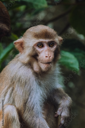 Makaken Affen im Kam Shan Country Park oder auch Monkey Mountain in Hong Kong © Viktoria