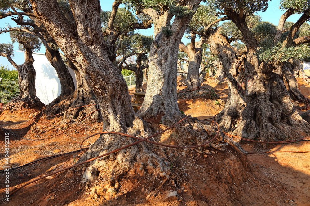 Ancient olive trees in the nursery