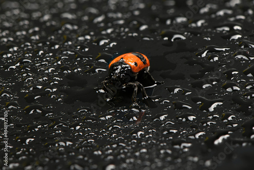The Burying beetle (Nicrophorus vespilloides) photo