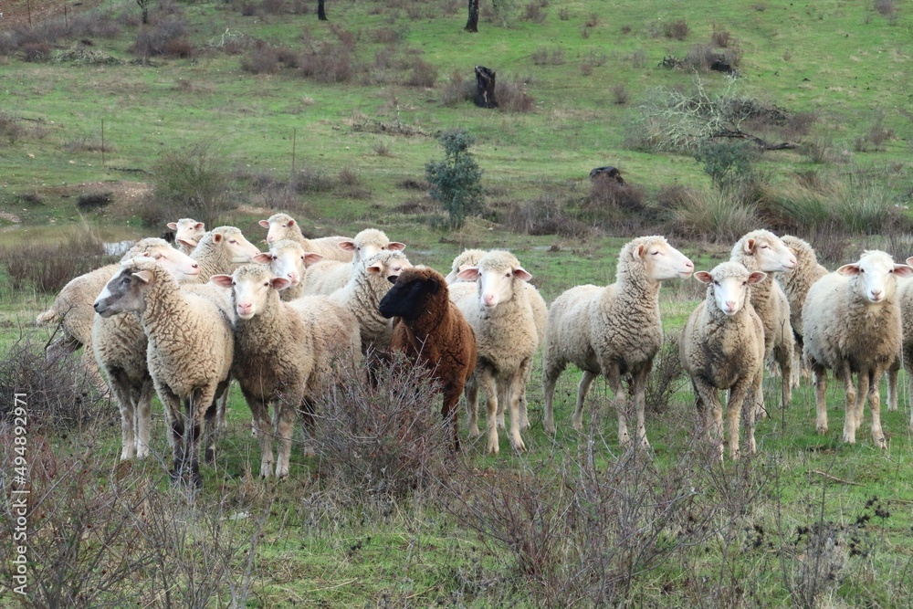 Ovejas de raza merina cerca de Paymogo, Huelva, España. Rebaño de ovejas mirando al fotógrafo en una dehesa andaluza.