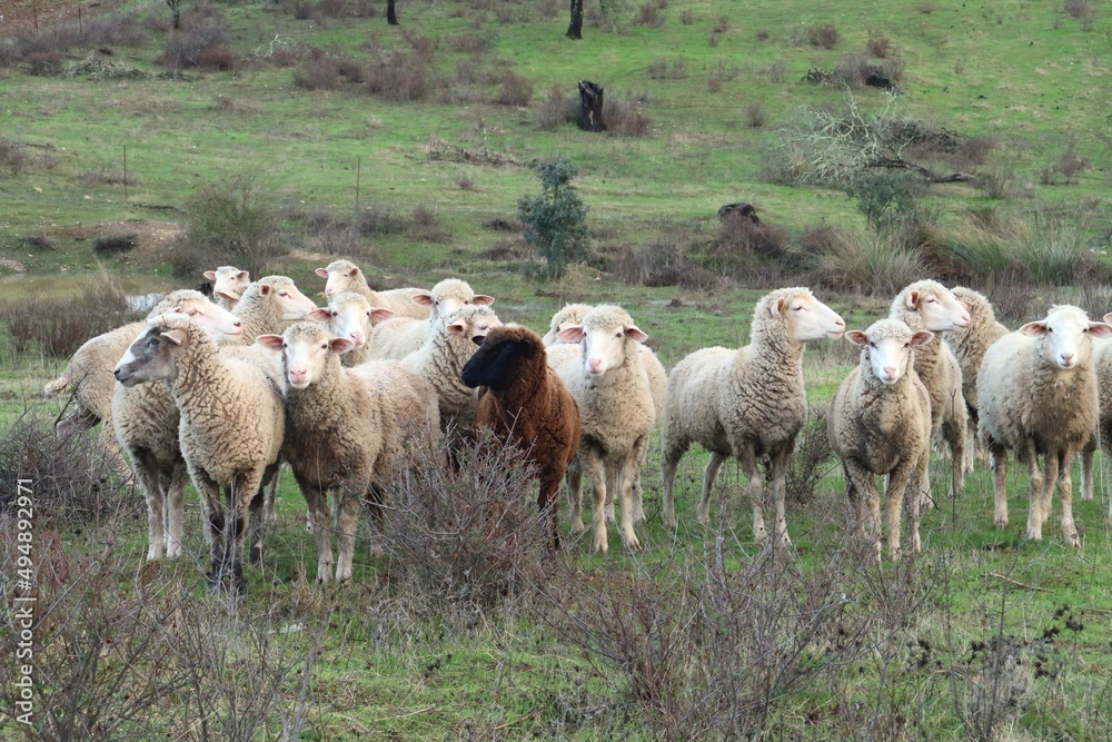 Obraz premium Ovejas de raza merina cerca de Paymogo, Huelva, España. Rebaño de ovejas mirando al fotógrafo en una dehesa andaluza.