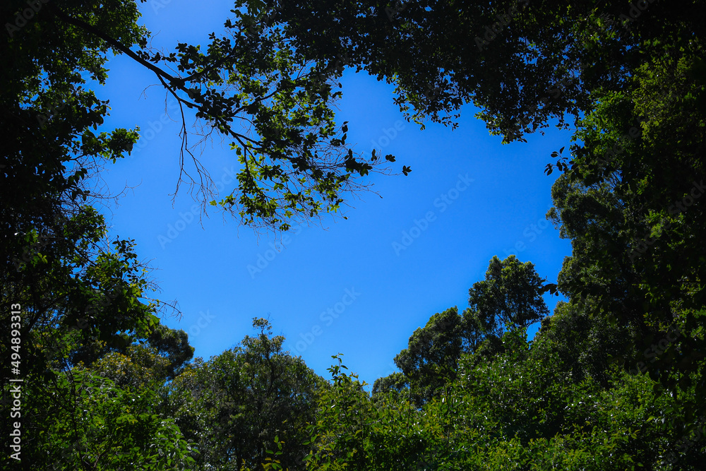 top of trees next to the blue sky