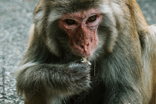 Makaken Affen im Kam Shan Country Park oder auch Monkey Mountain in Hong Kong © Viktoria