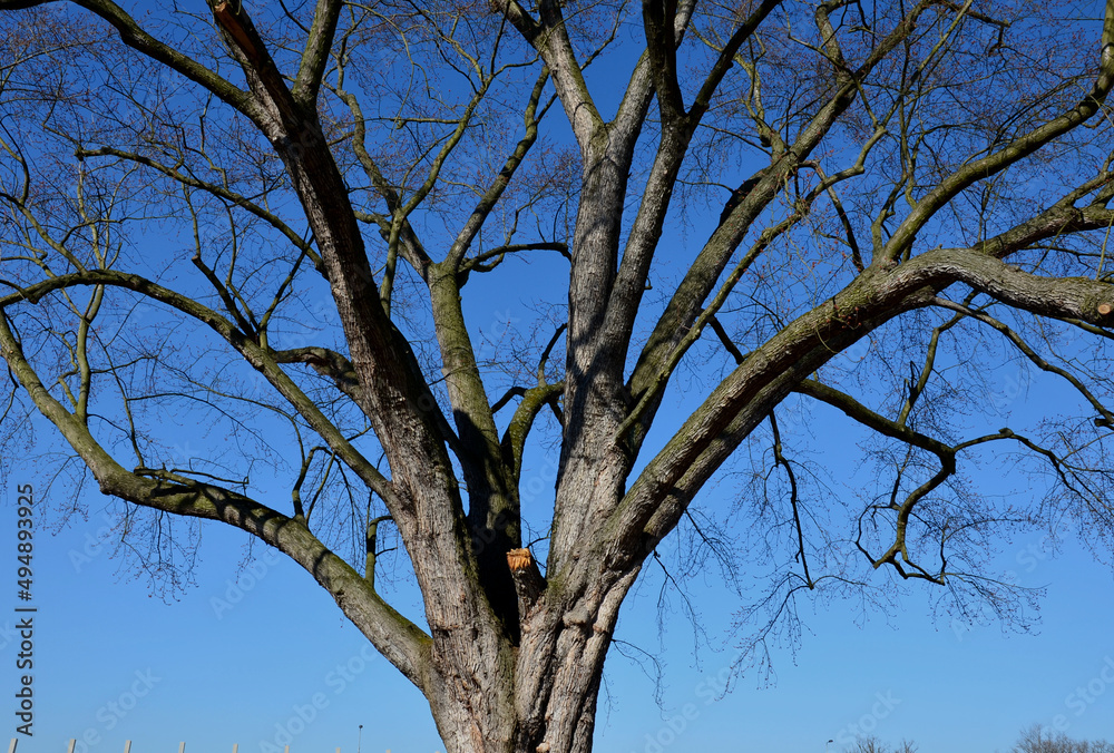 Obraz premium ancient maples and their strong trunks in the park. Gray bark of a solitary tree. After cutting the broken branch, the arborist cleaned up the wound to a more natural appearance.