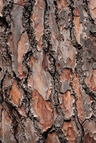 Bark pattern is seamless texture from tree. For background wood work, Bark of brown hardwood