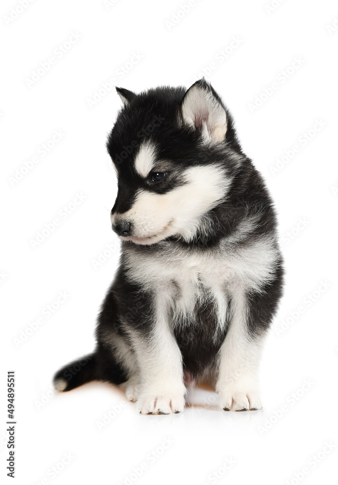 Lovely Alaskan Malamute puppy sits isolated on a white background