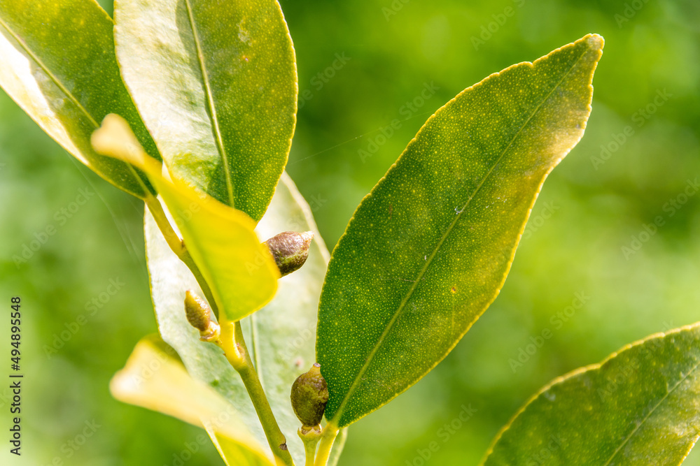 Obraz premium Fruto del limequat creciendo en la rama del árbol