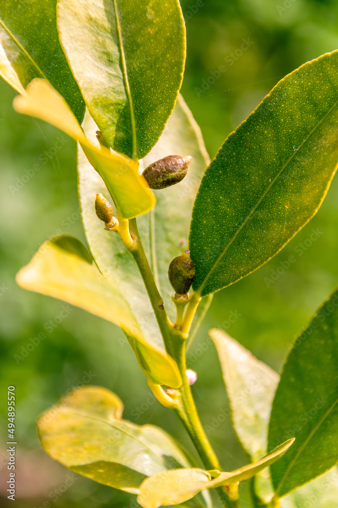 Fruto del limequat creciendo en la rama del árbol Fruto del limequat creciendo en la rama del árbol