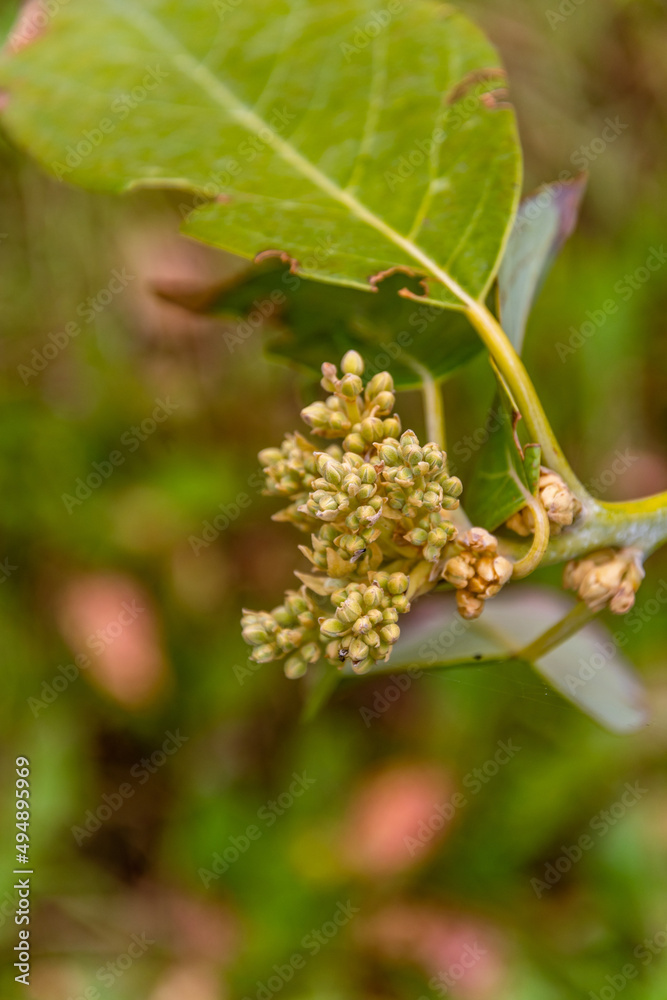 Aguacatero en flor en una finca ecológica Aguacatero en flor en una finca ecológica