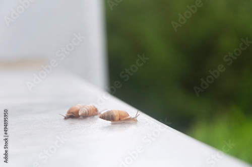 three snails on white marble photo