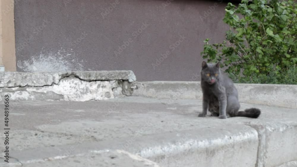 Beautiful cute cat washes his face. A gray cat washes on the street, licks itself with its tongue. Video portrait of a cute cute gray cat cleaning his fur outdoors. Beautiful cute cat washes his face. A gray cat washes on the street, licks itself with its tongue. Video portrait of a cute cute gray cat cleaning his fur outdoors.