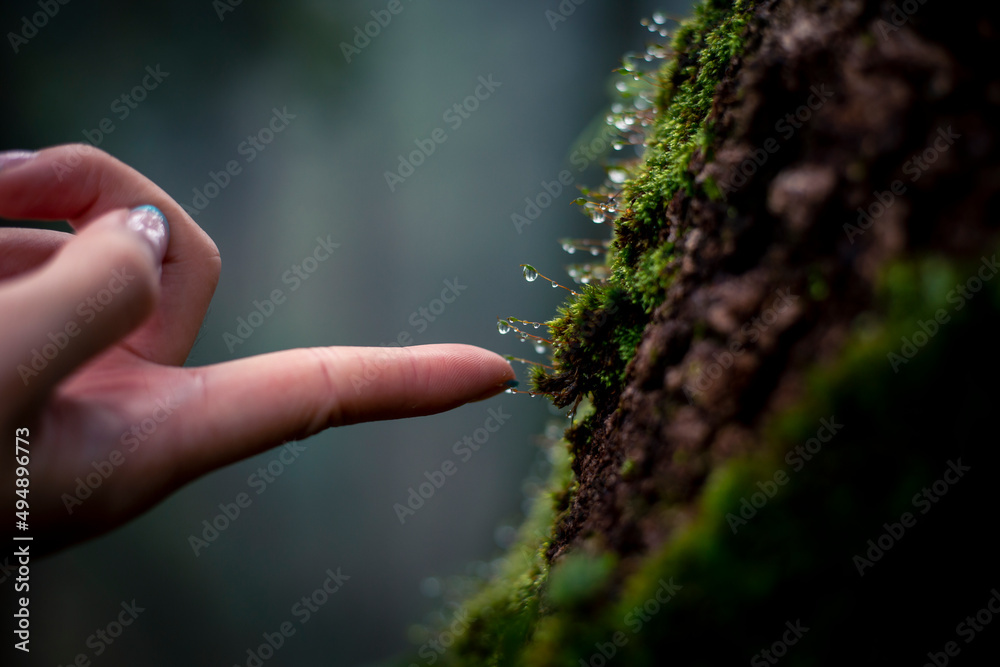 selective focus Dew and Green moss on pine trunks See the wet in the rainy season in the humid forests of Thailand Leave space for text selective focus Dew and Green moss on pine trunks See the wet in the rainy season in the humid forests of Thailand Leave space for text
