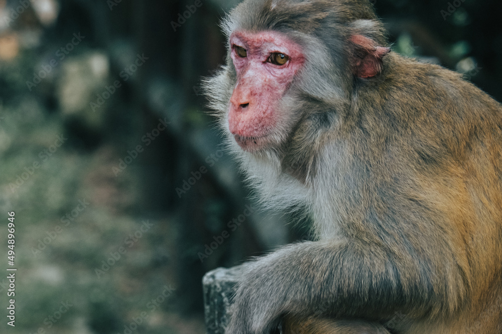 Naklejka premium Makaken Affen im Kam Shan Country Park oder auch Monkey Mountain in Hong Kong