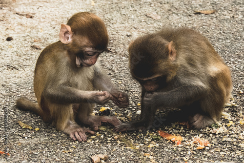 Photography Makaken Affen im Kam Shan Country Park oder auch Monkey Mountain in Hong Kong