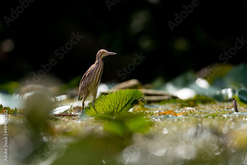 Yellow bittern bird on the leaves in a park photo