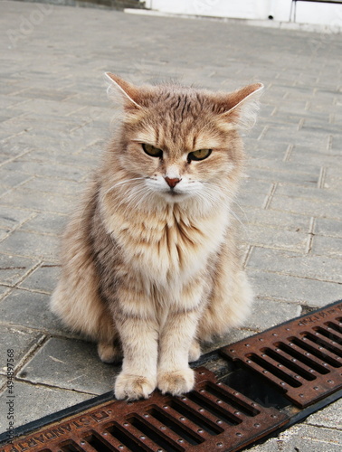 Yard cat