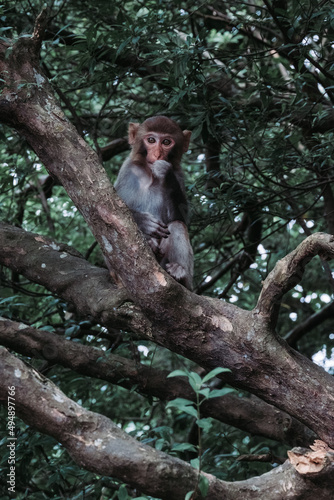 Makaken Affen im Kam Shan Country Park oder auch Monkey Mountain in Hong Kong