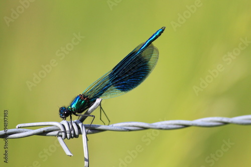Banded Demoiselle Fly © James Davies
