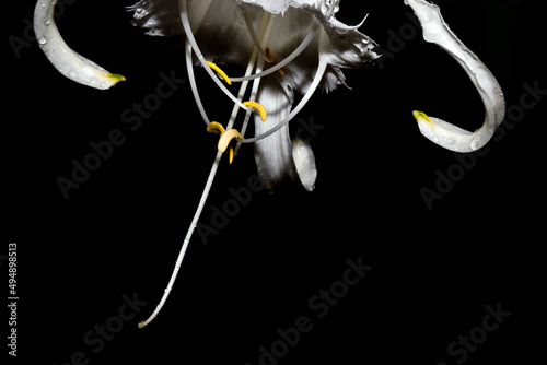 Hymenocallis white flower on dark background photo