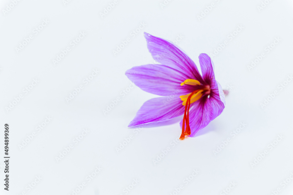 Saffron crocus on a white background close up. Place for text. Saffron crocus on a white background close up. Place for text.