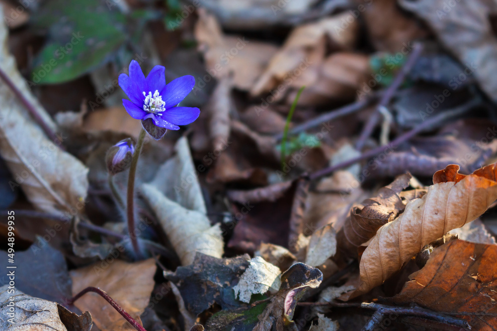Spring crocus flower. Blue flower in forest. Springtime concept. Bueaty in nature, close up. Wild flowers. Early spring landscape. Nature in details. Spring nature. Lonely flower. Spring crocus flower. Blue flower in forest. Springtime concept. Bueaty in nature, close up. Wild flowers. Early spring landscape. Nature in details. Spring nature. Lonely flower.