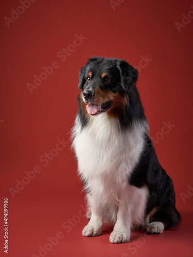 dog on a red background. breed Australian Shepherd. Pet studio portrait