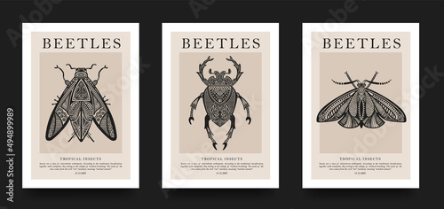 Poster collection. Vector detailed sketches of insects with patterns. Hand drawing beetles. Set of entomological drawings. Beetle outlines for print, banner, poster, tattoo, card design. photo