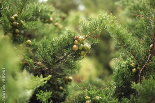 Young green hazel grow on a tree. Hazelnut tree branch with unripe nuts in green forest. Copy space.