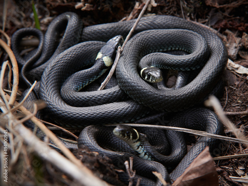 Closeup of the black grass snakes on the ground photo