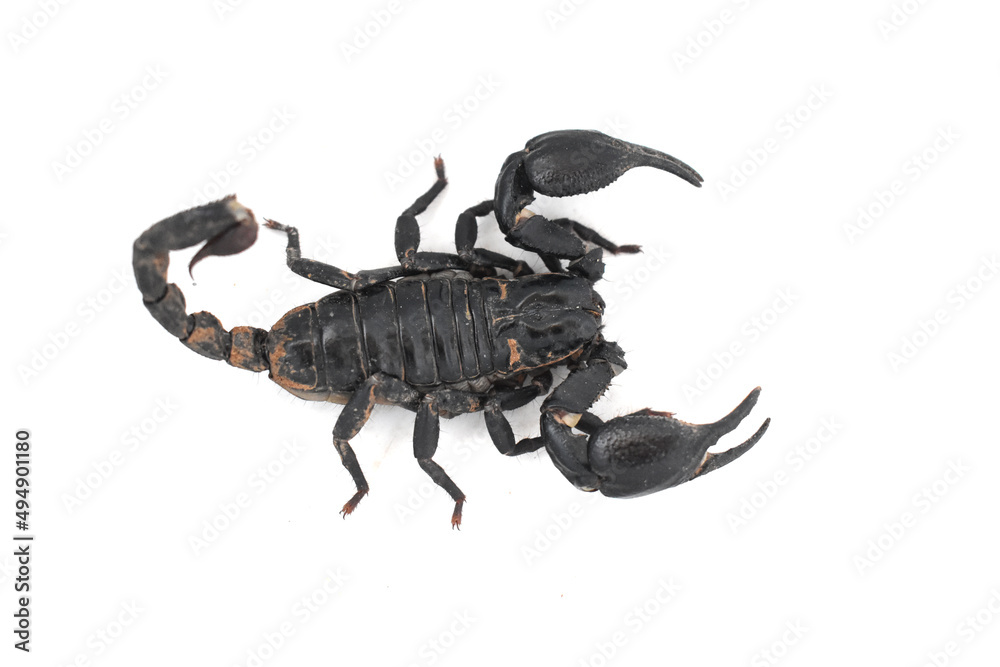 scorpion isolated on white background scorpion isolated on white background