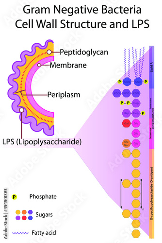 Diagram of gram negative bacteria cell wall and Lipopolysaccharide (LPS) strcuture - eps10 vector illustration